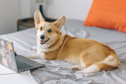Kệ góc tường hiện đại màu sắc đa dạng kích thước đa dạng dễ dàng lắp ráp giao hàng cực nhanh