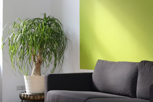 Combo 10 Mũ Tốt Nghiệp Mini Đội Đầu Thú Gấu Bông Decor Hoa Tốt Nghiệp